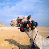 camel; Pyramids of Giza
