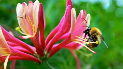 Bumblebee on honeysuckle