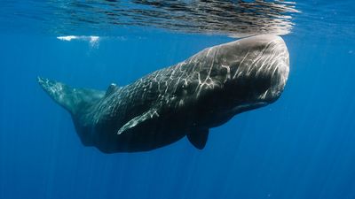 Submerged sperm whale off east Sri Lanka coast, mammal