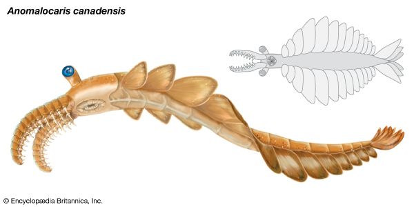 <i>Anomalocaris canadensis</i>