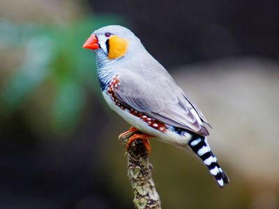 zebra finch (Taeniopygia guttata)