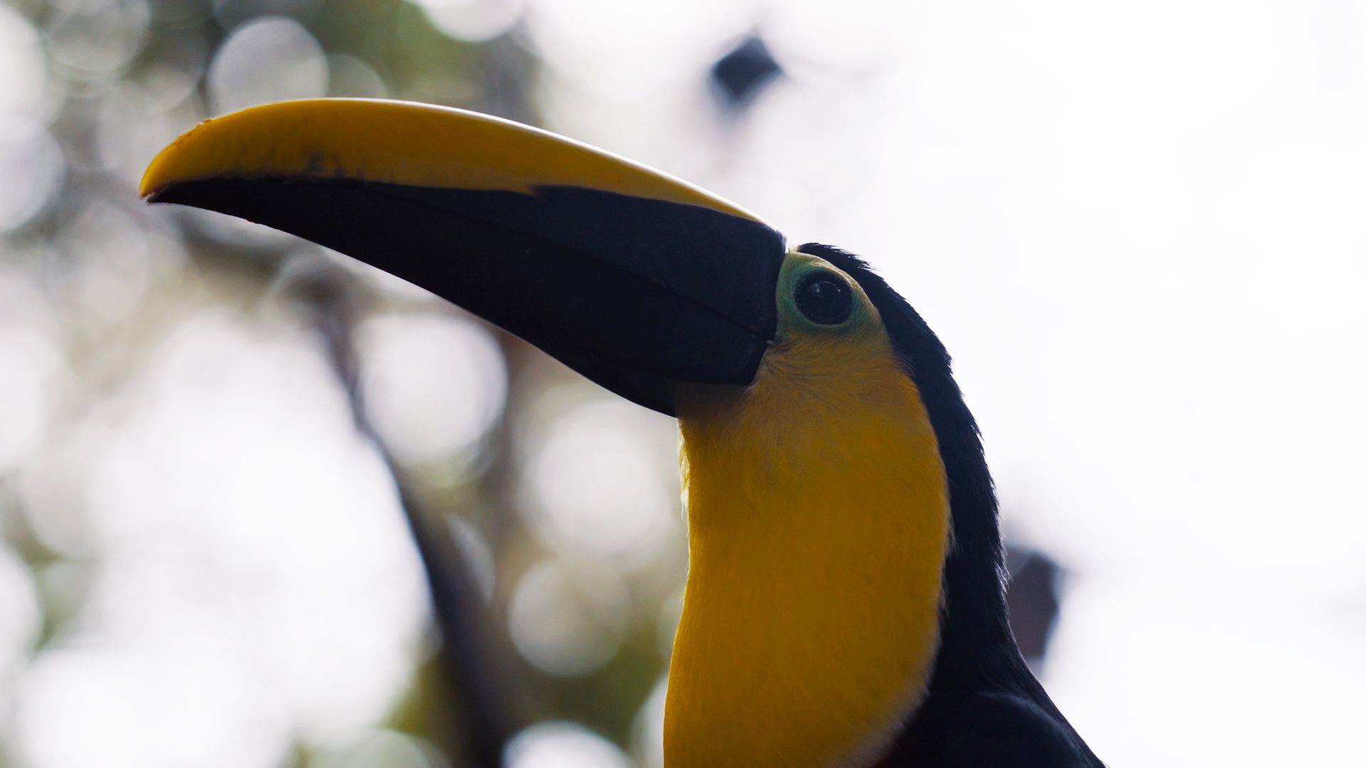 birds