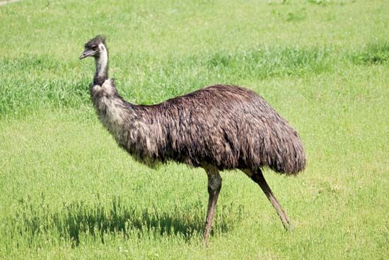 emu