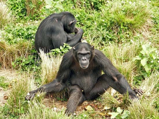 chimpanzees