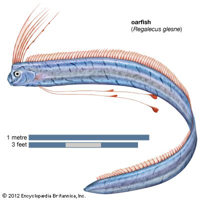 oarfish