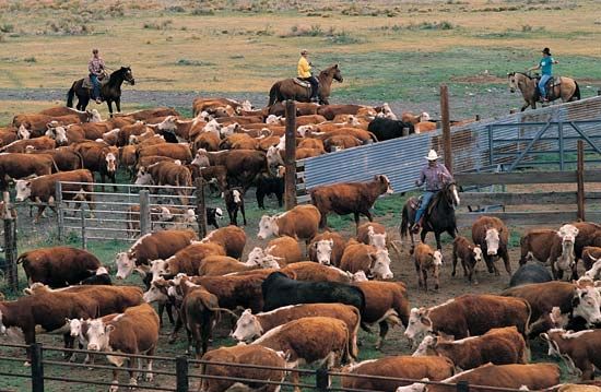 Oklahoma: cattle roundup
