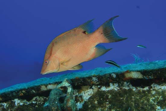 hogfish