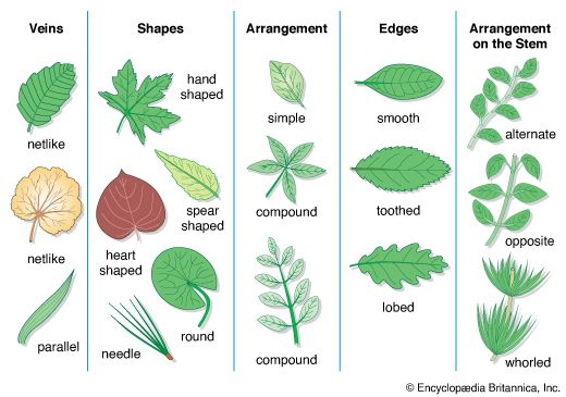 leaf