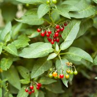 Berries and leaves of the bittersweet nightshade (Solanum dulcamara) plant. Poisonous plant