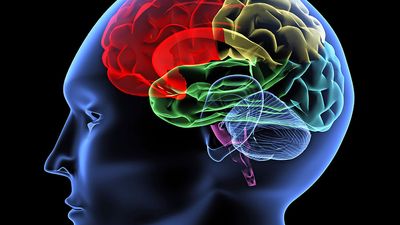 Brain illustration