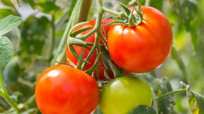 Ripe red tomatoes (Solanum) and green tomato on plant. Fruit vegetable tomato