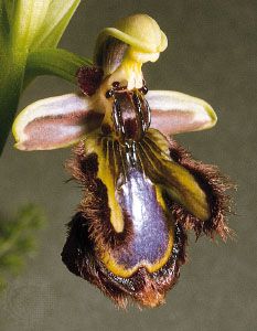 Sexual deception in orchids
