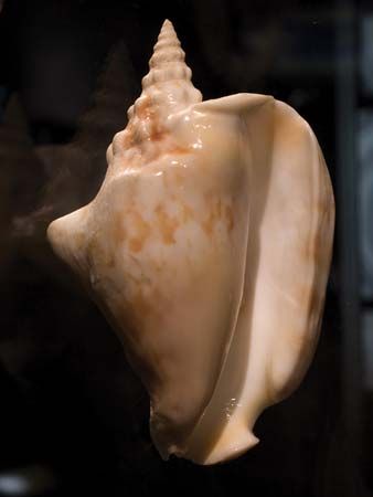 Thersite conch