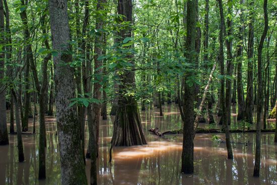 water tupelo