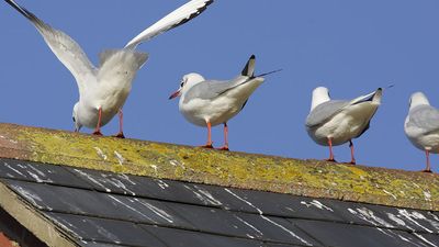 Black-headed gulls perching on a roof with bird droppings, often seen in flocks around London, England, in winter time. The "black head" develops during the breeding season. (black headed, birds, guano, bird poop)