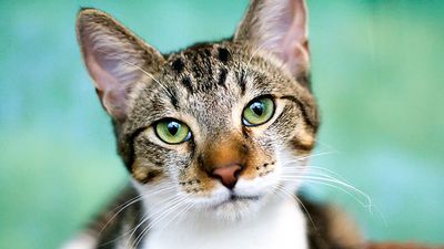Tabby cat mammal animal feline