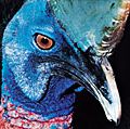 Common, or southern, cassowary (Casuarius casuarius).