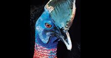 Common, or southern, cassowary (Casuarius casuarius).