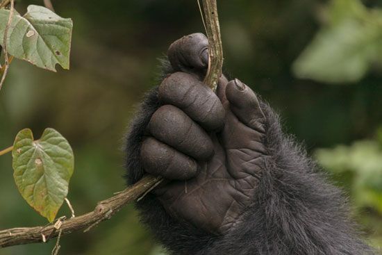 gorilla: hand