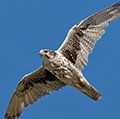Prairie falcon (Falco mexicanus) in mid-flight.