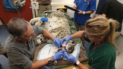 veterinary medicine