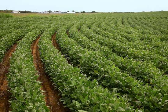 Oklahoma: soybean field