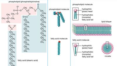 Lipid structure
