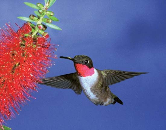 ruby-throated hummingbird