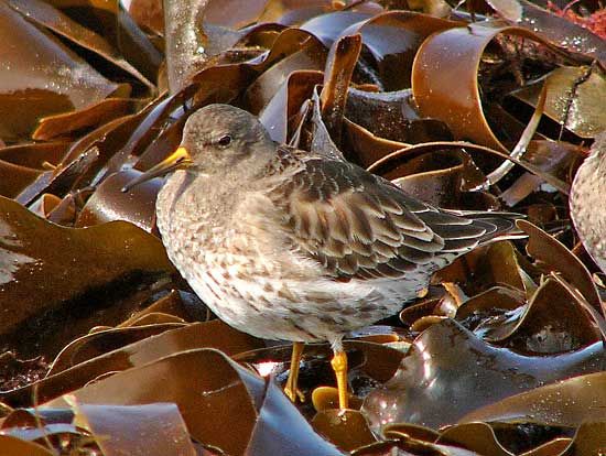 purple sandpiper
