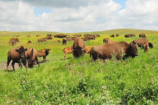 grassland plants and animals