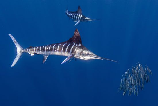 striped marlin