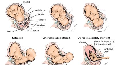 Sequential changes in the position of the child during labour.