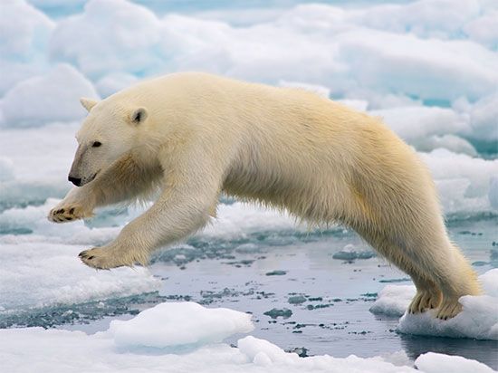polar bear