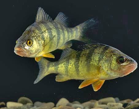 yellow perch