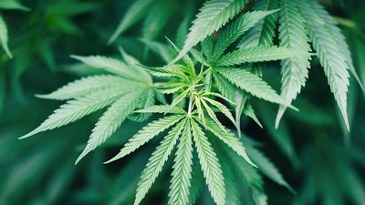 Close-up of marijuana plant growing outdoors