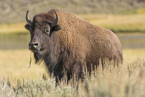 American bison (Bison bison)