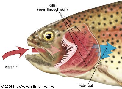 fish: gills