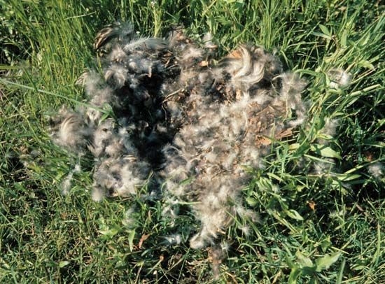 duck nest