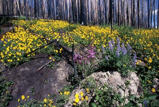 Yellowstone National Park: wildflowers