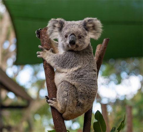 koala