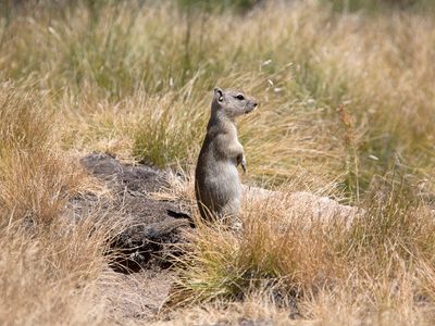 Belding's ground squirrel; Spermophilus beldingi