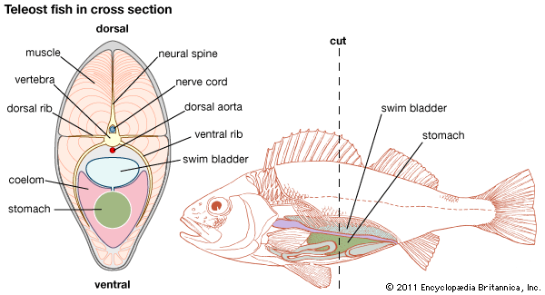 swim bladder 