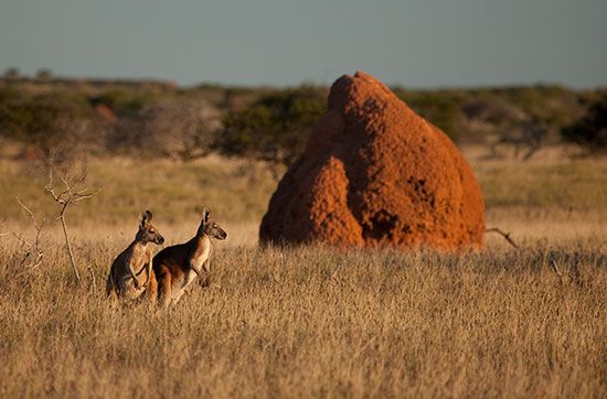 Australia: termite mound