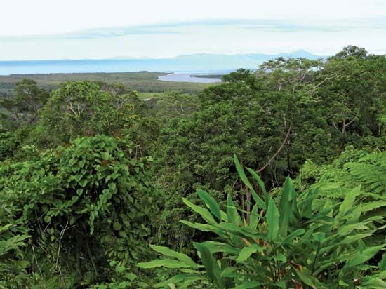 Australia: Daintree Rainforest