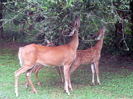 deer eating