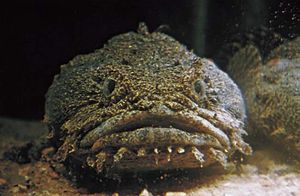 oyster toadfish
