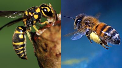 Wasp and bee, insect