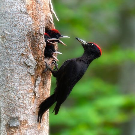 black woodpecker (Dryocopus martius)