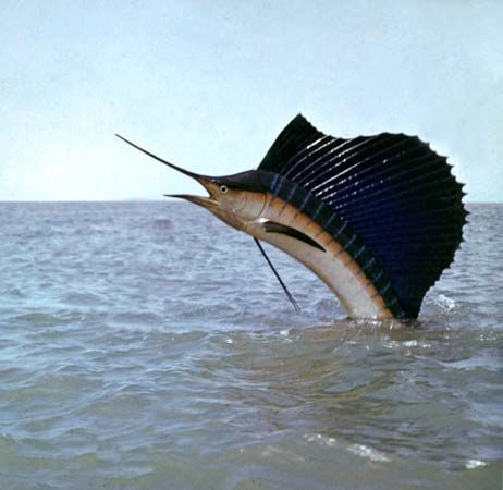 sailfish