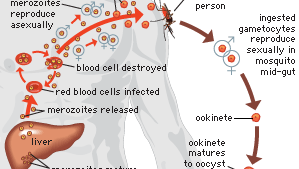 Malaria life cycle